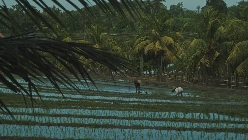 Farmers cultivate rice in a flooded paddy field amid lush tropical palm trees