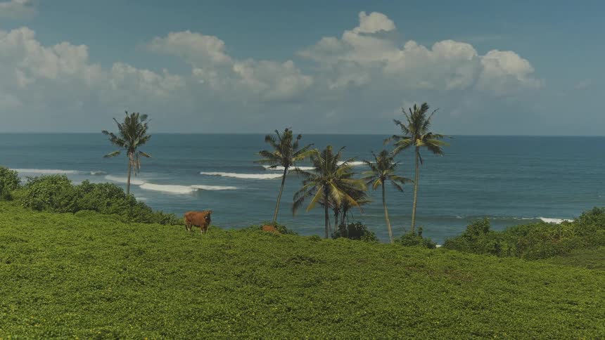 Cows graze on a lush hillside near the ocean with swaying palm trees under a bright sky