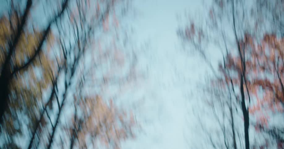 The leaves on the trees are yellow