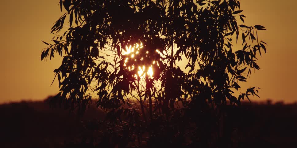 The setting sun sparkles with a warm golden light as it filters through the silhouetted leaves of a tree against an orange sky