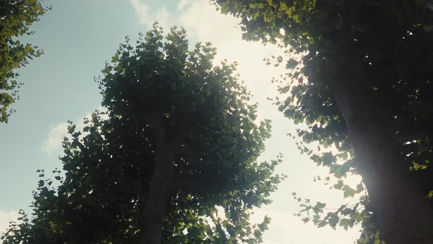 A view of some trees in a forest