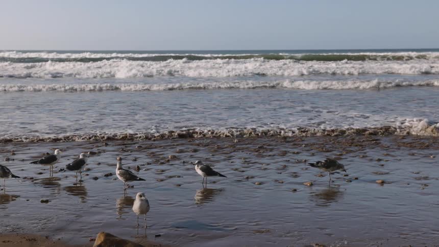 Seagulls wade and forage along a shallow shoreline scattered with small stones as choppy waves roll in behind them while one bird lifts into flight above the foamy surf under a clear open sky