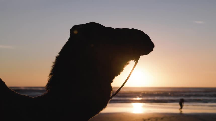 Silhouette of a camel on the beach