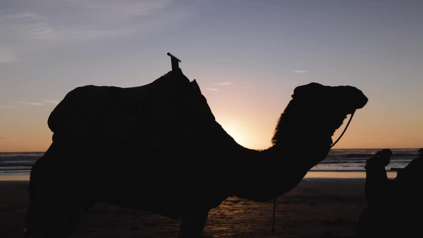 A camel stands on the beach sand at sunset with a group of people playing nearby