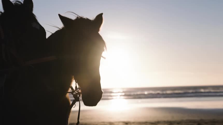Two horse heads are in silhouette along the shoreline as a man walks on the beach as the low sun glows behind it casting warm light across the wet sand and gentle waves