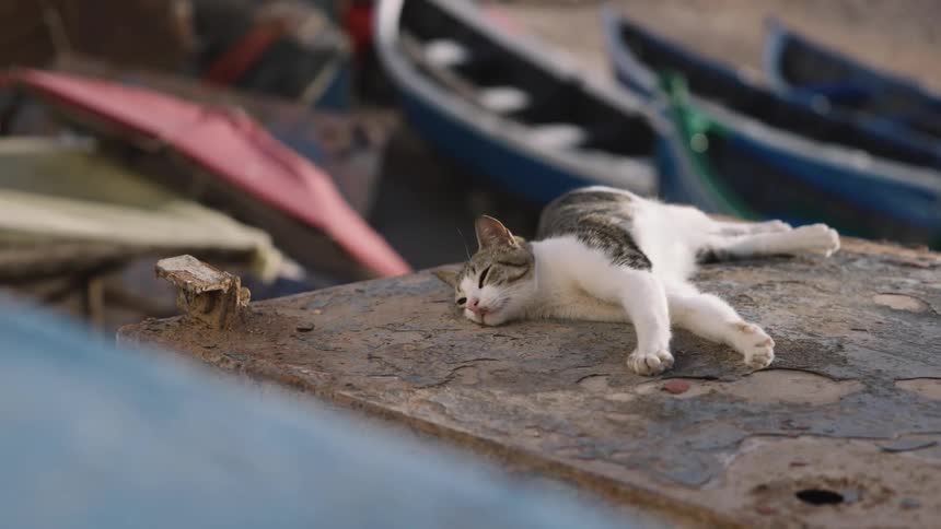 A cat laying around outdoors