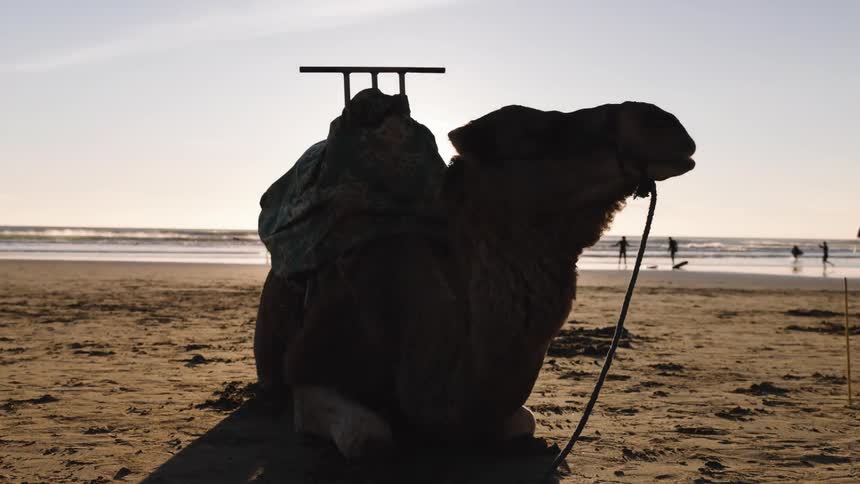 A camel laying on a beach