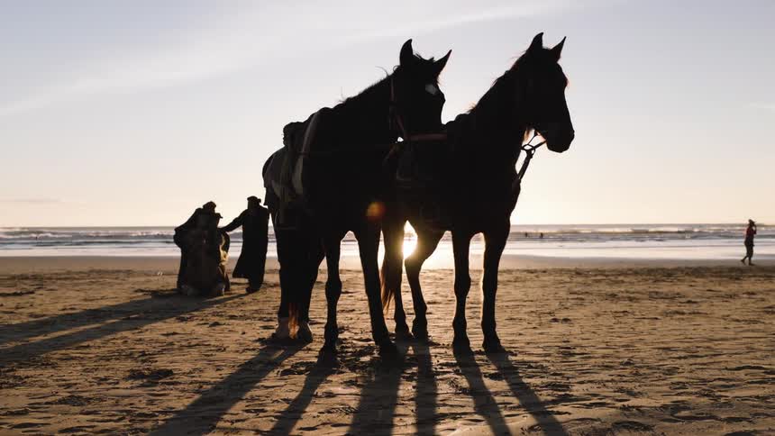 Some horses standing outdoors on a beach