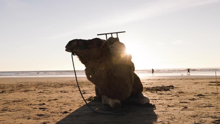 A camel laying on a beach