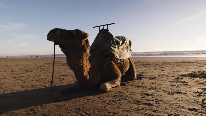 A camel laying outdoors on the beach