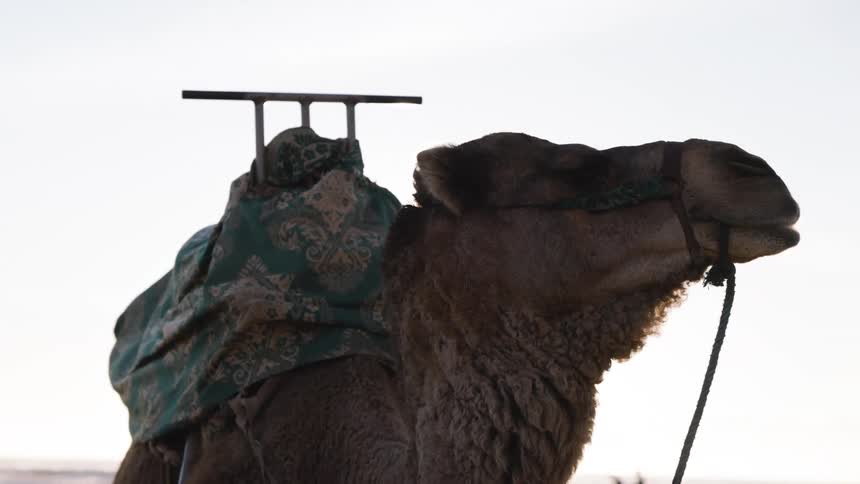 A dromedary camel stands against a bright sky wearing a decorative teal saddle with a metal handle and a leather bridle