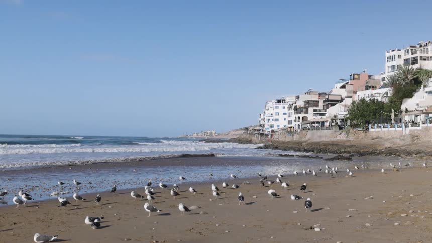 A flock of seagulls gathers on a wide sandy beach as gentle waves roll ashore with a sunlit coastal town visible along the hillside in the background
