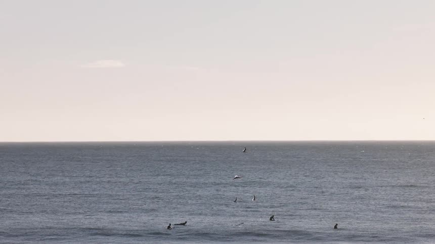 A view of some birds flying outdoors