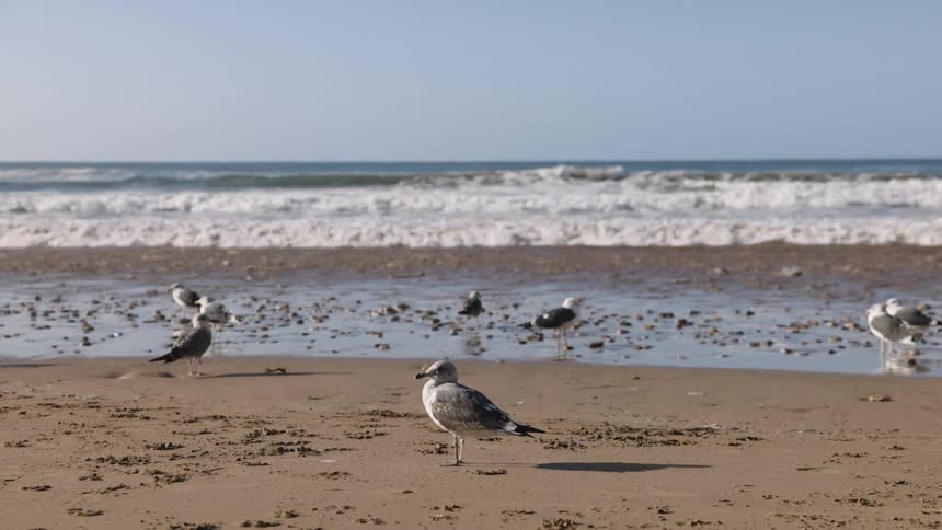 Seagulls scattered on a sandy beach as gentle ocean waves roll in under clear daylight