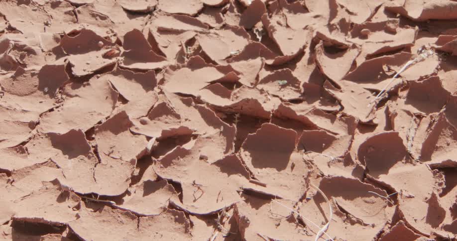Sunlight shines as an ant crawls across the dry peeling ground