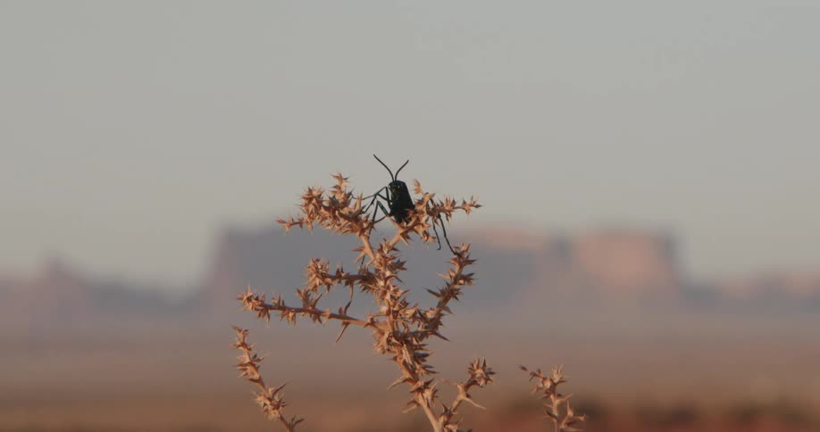 A close view of a large black beetle perched on a thorny desert plant with a vast valley and distant red rock buttes under a clear sky