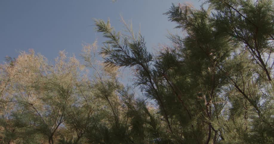 The camera captures a lowangle view of tamarisk trees with feathery green and pale foliage swaying in the wind bright sunlight filters through the branches against a clear blue sky as the camera slowly pans across the canopy