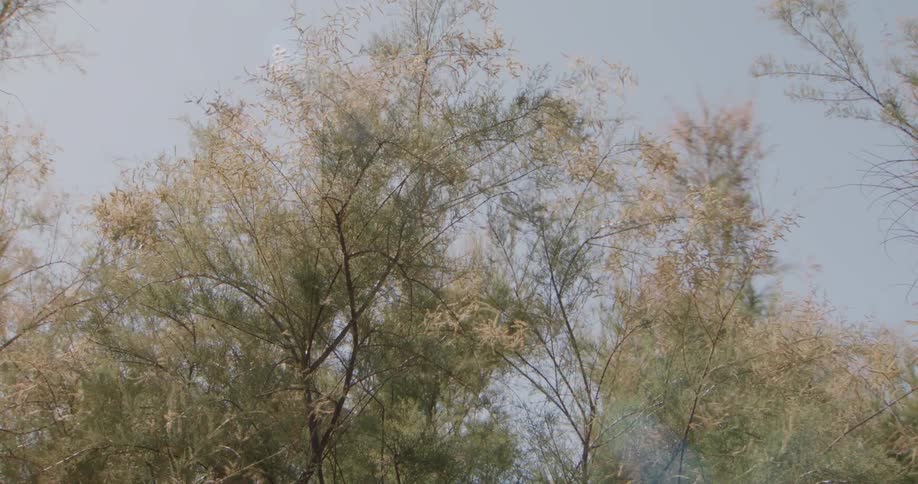 A view of some trees in nature