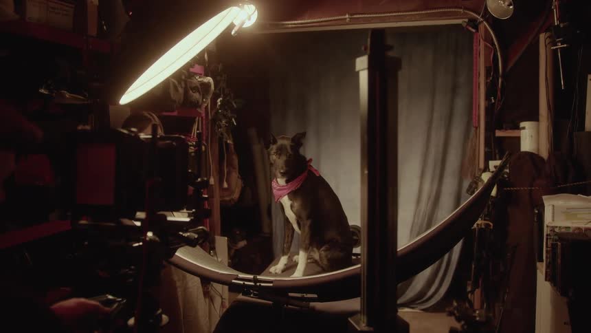 A medium size dog with a pink bandana sits on a curved platform while being filmed by a professional camera in a studio with warm lighting