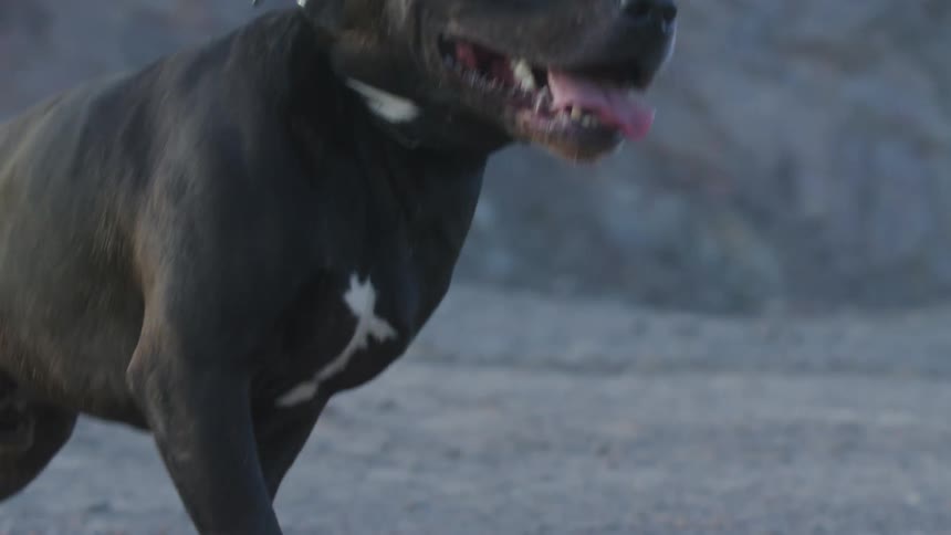 Aggressive Dog on a leash with its mouth open is barking in front of a rocky wall