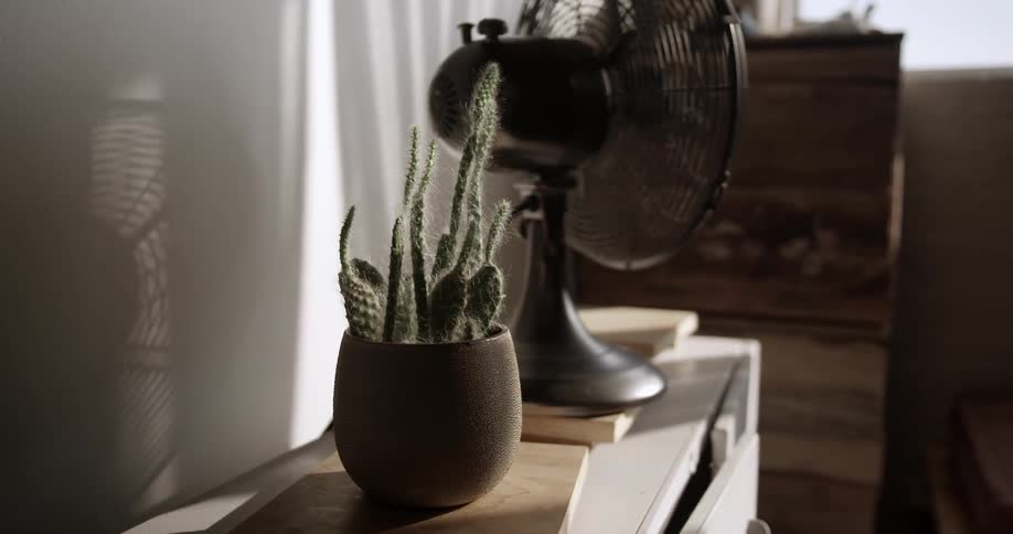 A cactus plant is near a fan