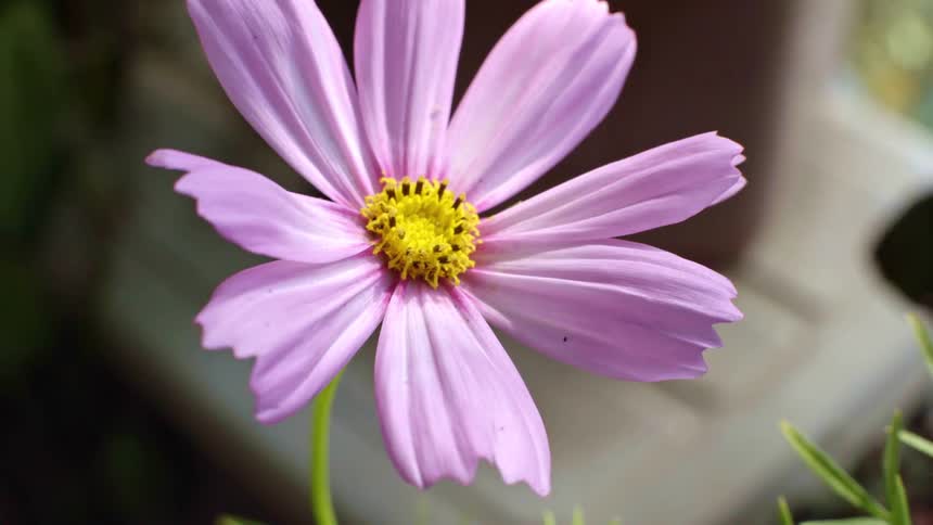 The video features a closeup topdown view of a light purple flower with a bright yellow center the petals gently sway in a light breeze while sunlight and soft shadows move across the flowers surface