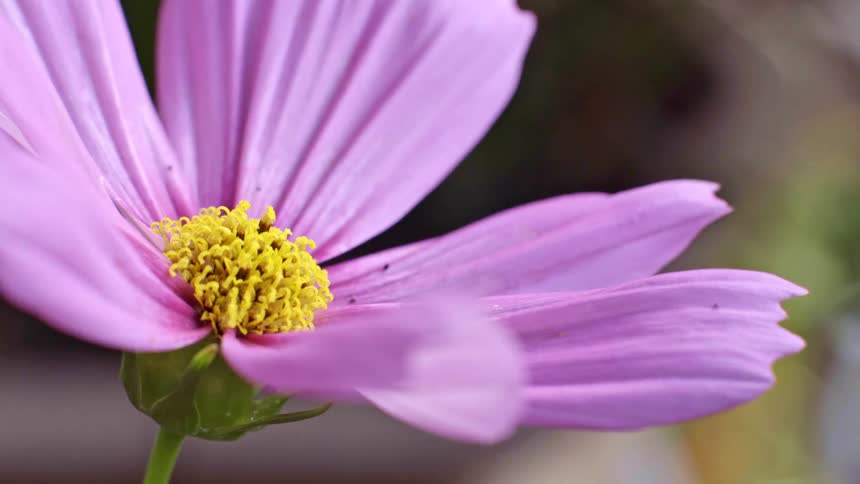 Sunlight shines on the petals of a pink cosmos flower