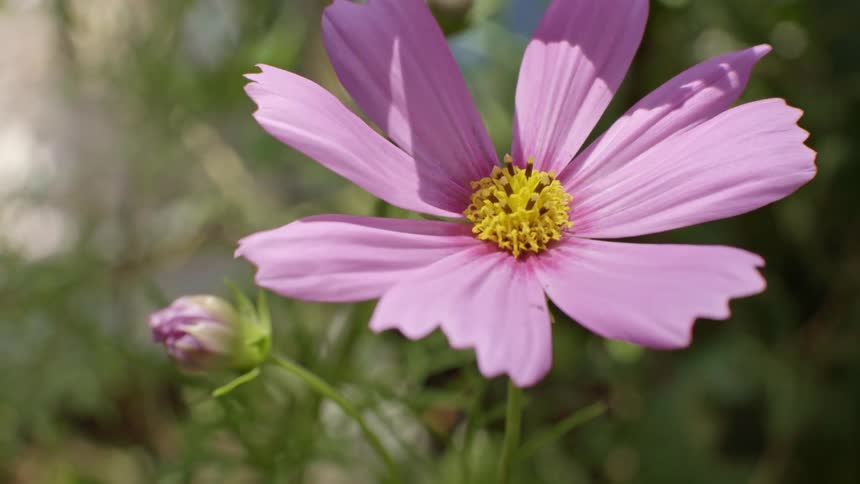 Sunlight shines on the petals of a pink cosmos flower