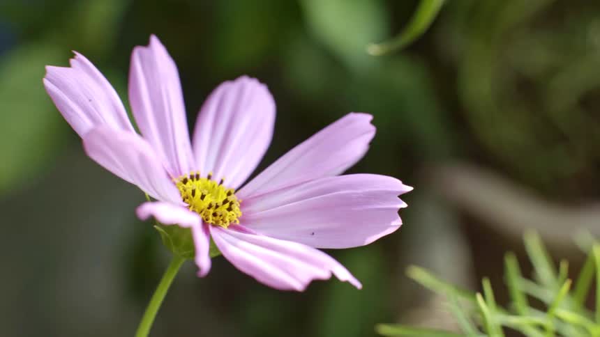 Lilac flower highlighted against a greenish background
