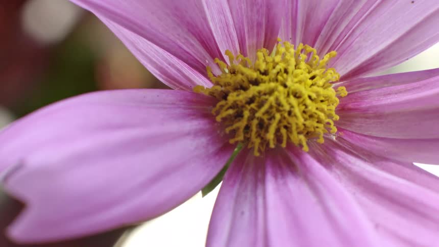 The intricate yellow center and delicate pink petals of a cosmos flower are shown in detail
