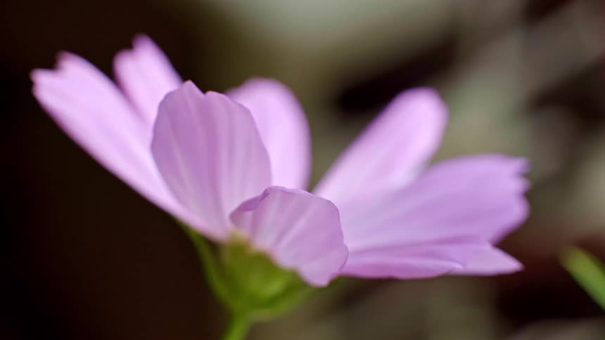 Pink flower seen in profile with delicate petals and a blurred background