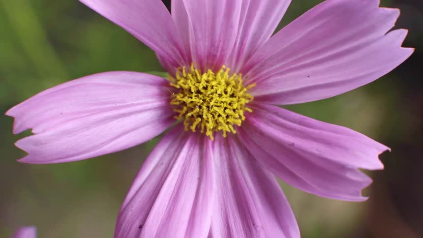 A close up of a purple and yellow flower