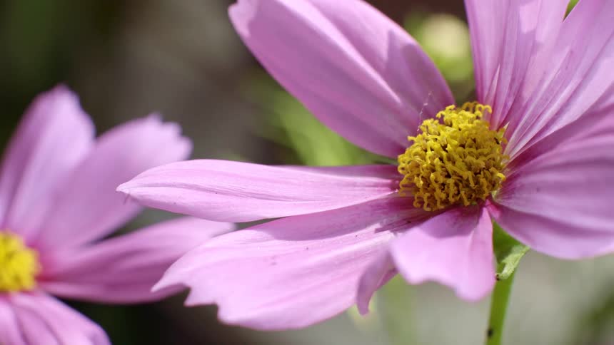 Pink flowers with yellow centers in closeup