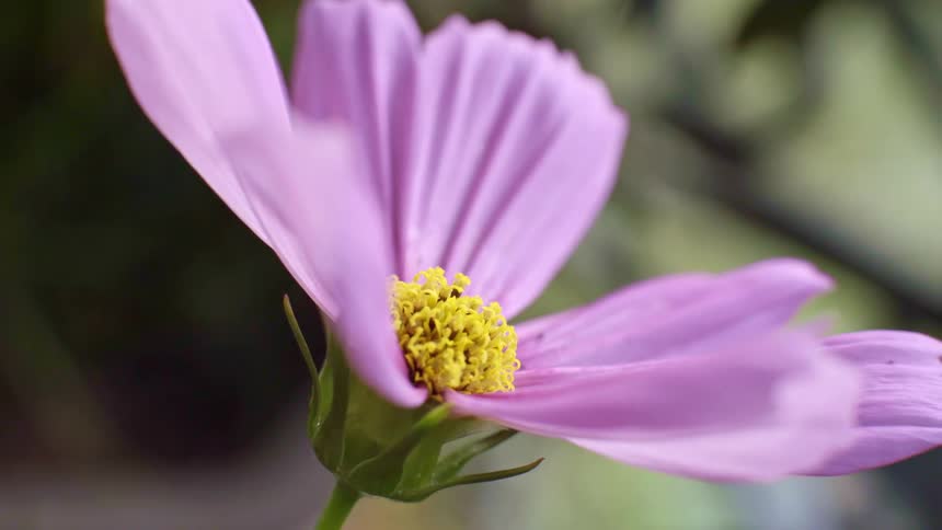 Lavender flower with a yellow center grows outdoors on a summer day