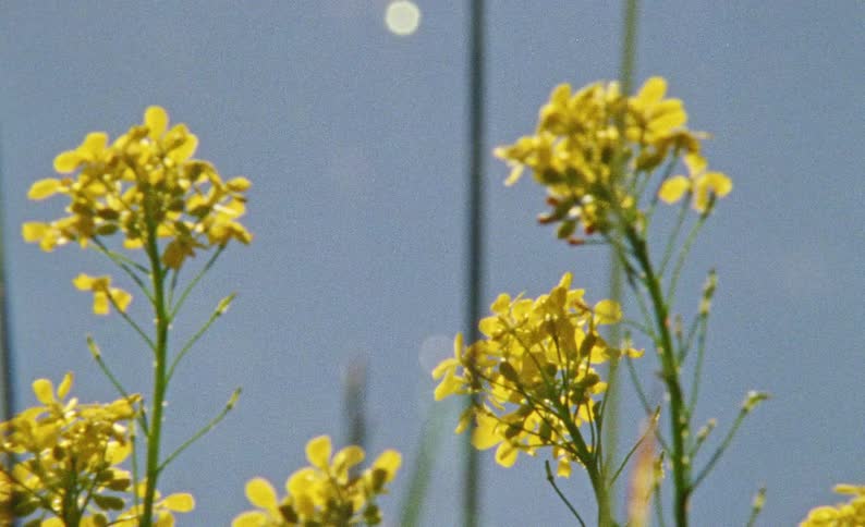 Yellow flowers against a blue sky