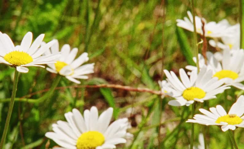 A view of some flowers outdoors