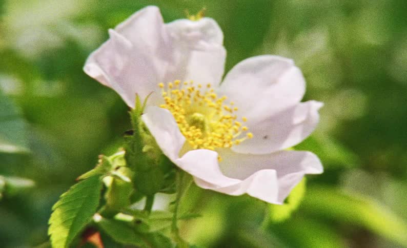 White flower with a yellow center among green leaves