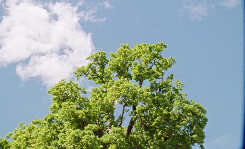 The tree has long branches covered with green leaves
