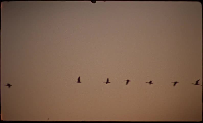 Birds flying together against a dawn sky
