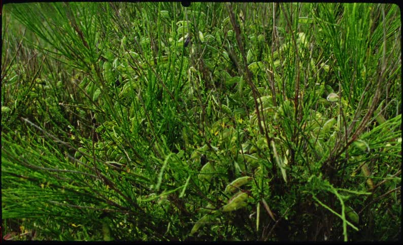 View of lush green plants outdoors