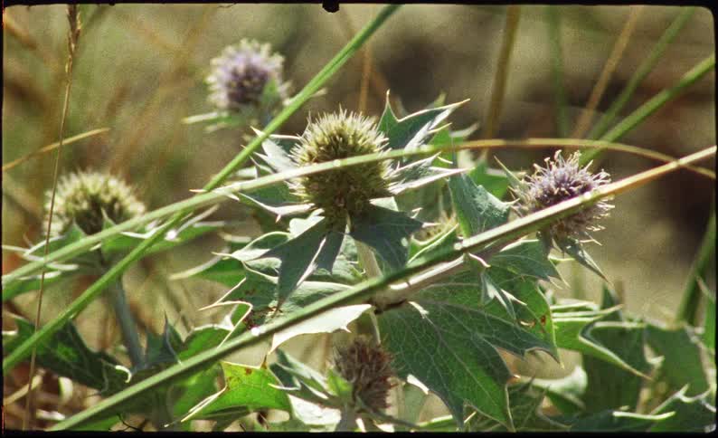 Closeup of greenish plants with thorns