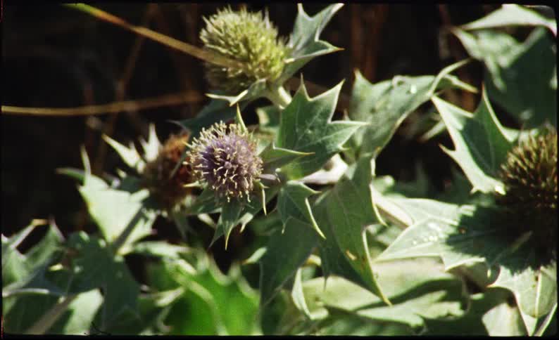 Thistle flowers and leaves bathed in sunlight outdoors during day time