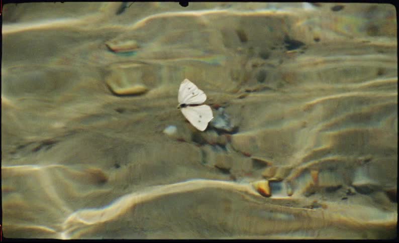 A view of a moth on the water