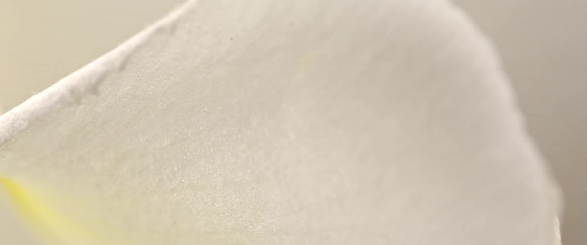 Closeup of the white texture of a flower petal