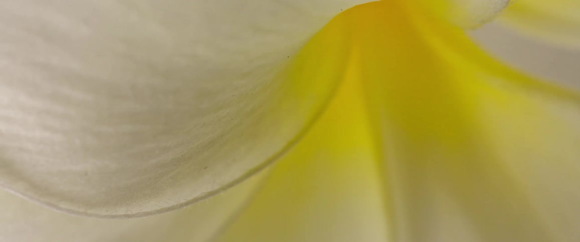 The sun shines through the white flower