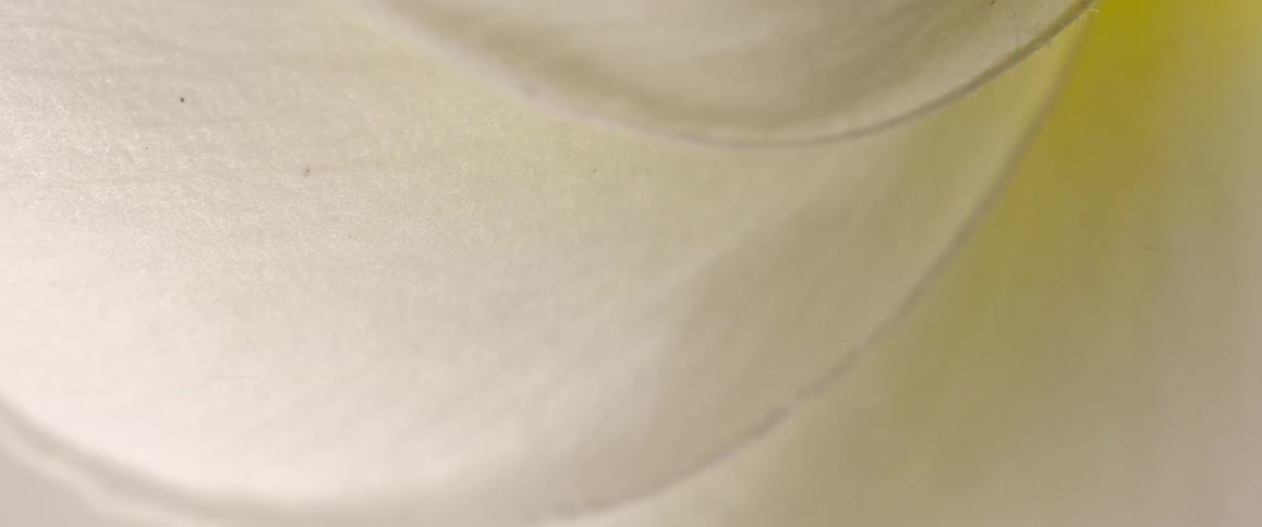 A flower plant illuminated by bright light its colors shifting between yellow and milky white