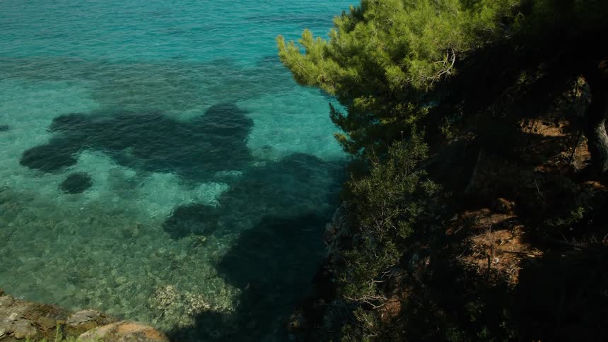 A small tree in a costal region with blue clear water