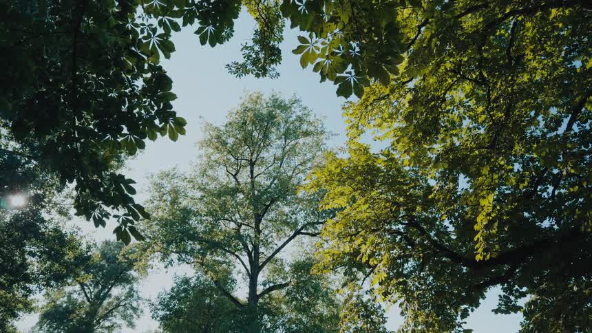 A view of a forest full of trees