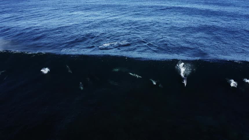 An aerial shot shows a pod of dolphins swimming through a large breaking wave in the dark blue ocean as they leap out of the water and dive back through the white foam while the wave moves toward the shore