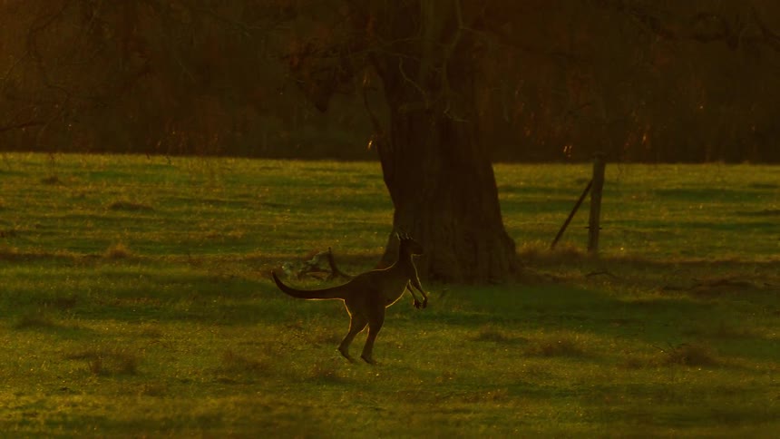 Two kangaroos are seen hopping across a grassy field during a vibrant golden sunset the scene captures their movement in silhouette against the bright warm light as other kangaroos graze in the background